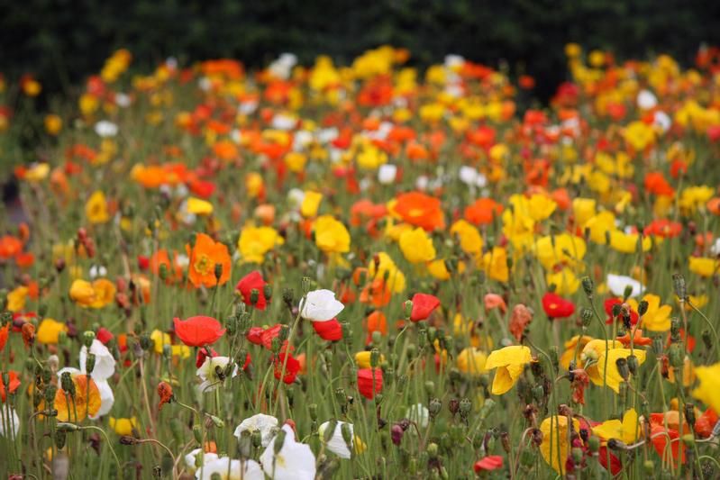 Papaver nudicaule Champagne Bubbles Papaver nudicaule Champagne Bubbles