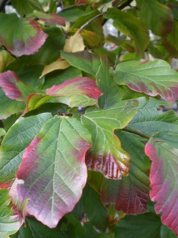 Parrotia persica Parrotia persica