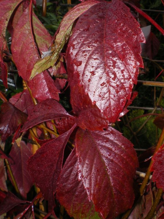 Parthenocissus quinquefolia Parthenocissus quinquefolia