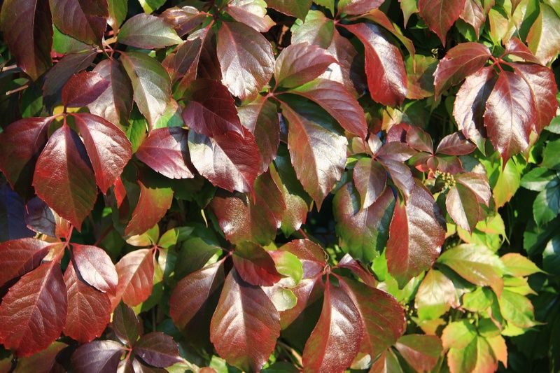 Parthenocissus quinquifolia 'Red Wall' Parthenocissus quinquifolia 'Red Wall'