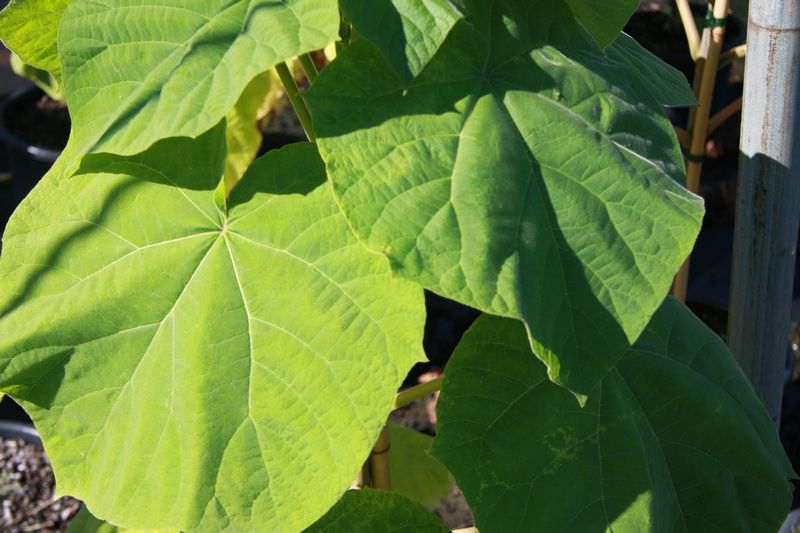Paulownia tomentosa Paulownia tomentosa