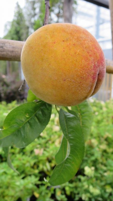 Peach 'J H Hale' PLEACHED Peach 'J H Hale' PLEACHED