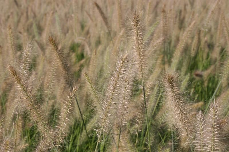Pennisetum alopecuroides 'Hameln' Pennisetum alopecuroides 'Hameln'