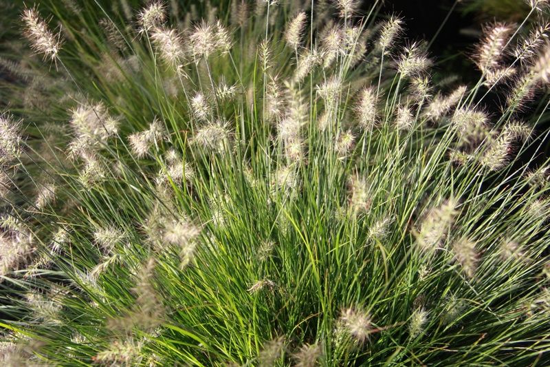 Pennisetum alopecuroides 'Little Bunny' Pennisetum alopecuroides 'Little Bunny'