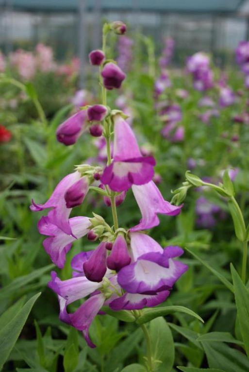 Penstemon 'Blueberry Fudge' (Ice Cream Series) Penstemon 'Blueberry Fudge' (Ice Cream Series)
