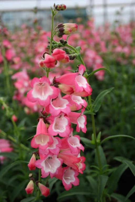 Penstemon 'Coral Sea' Penstemon 'Coral Sea'