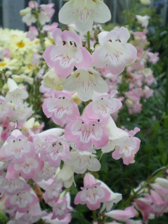 Penstemon Fujiyama Penstemon Fujiyama