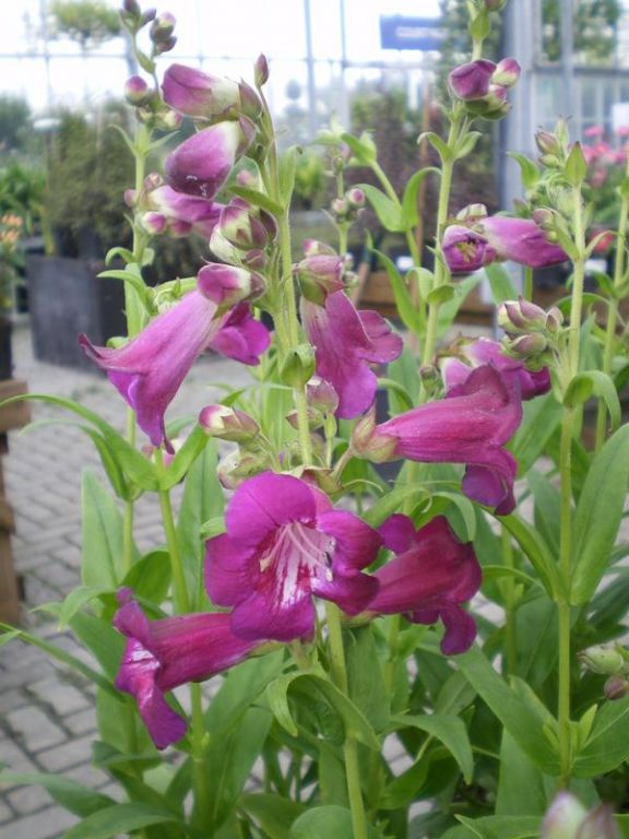 Penstemon 'Juicy Grape' (Ice Cream Series) Penstemon 'Juicy Grape' (Ice Cream Series)