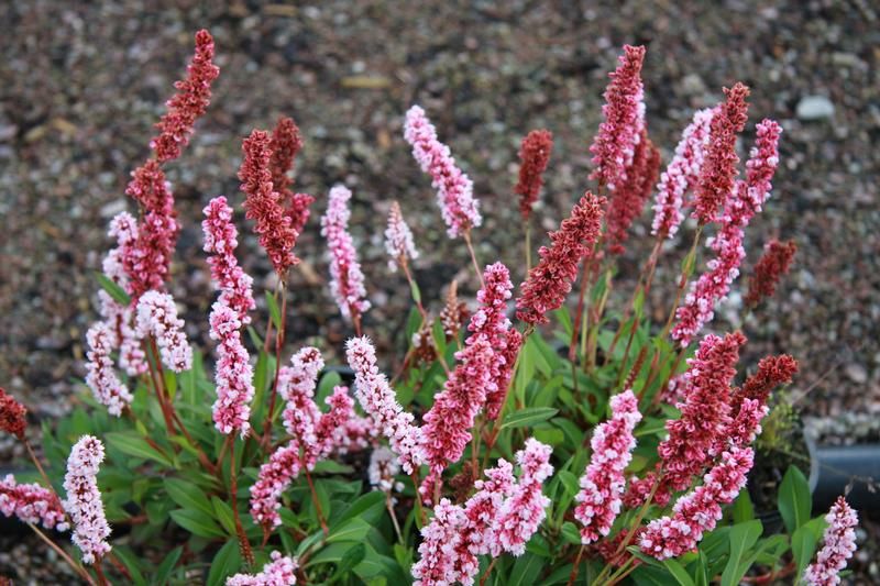 Persicaria affinis 'Darjeeling Red' Persicaria affinis 'Darjeeling Red'