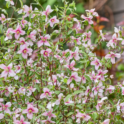 Philadelphus 'Petite Perfume Pink' Philadelphus 'Petite Perfume Pink'