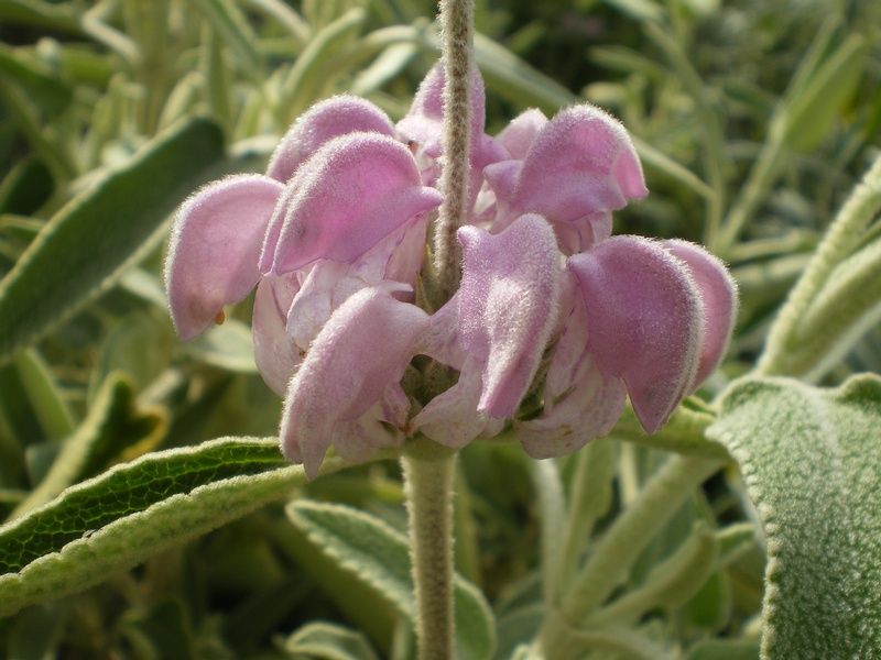 Phlomis purpurea Phlomis purpurea