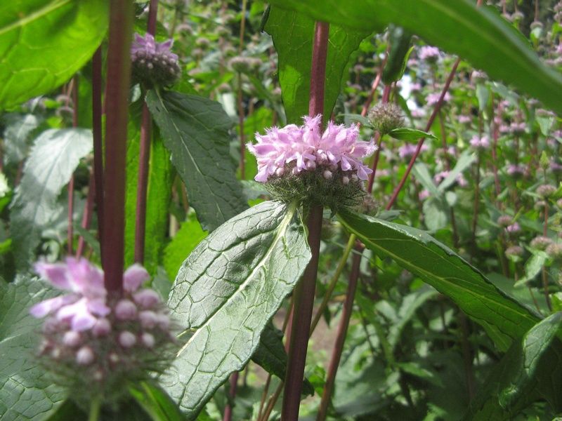 Phlomis tuberosa 'Amazone' Phlomis tuberosa 'Amazone'