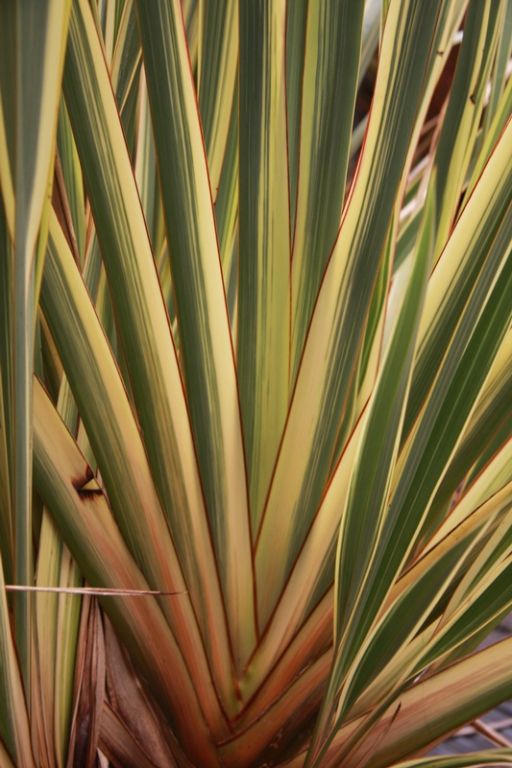 Phormium tenax 'Variegatum' Phormium tenax 'Variegatum'