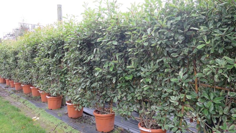 Photinia x fraseri 'Pink Marble' PANEL Photinia x fraseri 'Pink Marble' PANEL