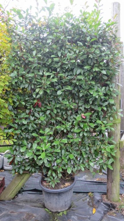 Photinia x fraseri 'Red Robin' PANEL Photinia x fraseri 'Red Robin' PANEL