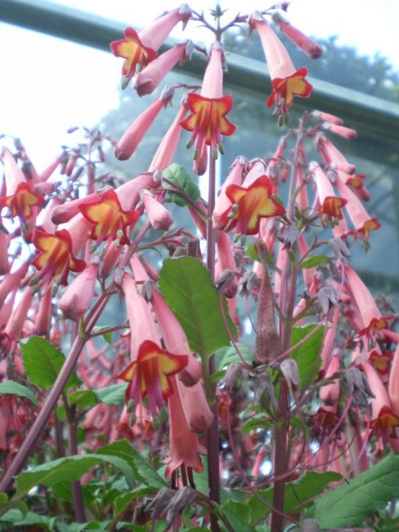 Phygelius x rectus Somerford Funfair Coral Phygelius x rectus Somerford Funfair Coral