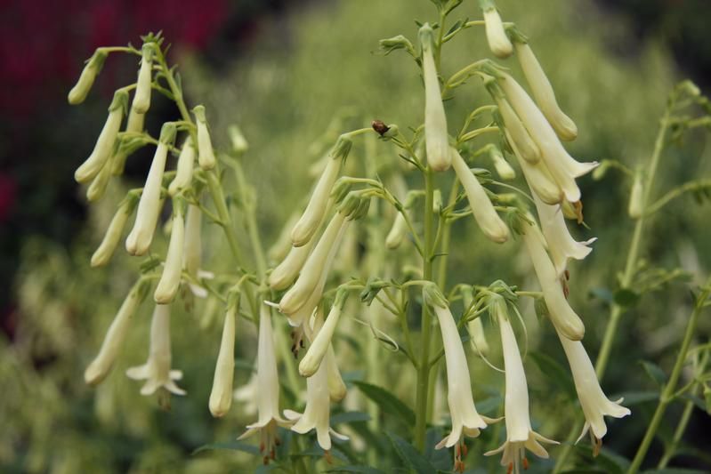 Phygelius x rectus Somerford 'Funfair Cream' Phygelius x rectus Somerford 'Funfair Cream'