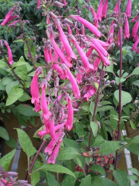 Phygelius x rectus Somerford 'Funfair Wine' Phygelius x rectus Somerford 'Funfair Wine'