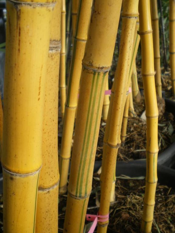 Phyllostachys aureosulcata 'Spectabilis' Phyllostachys aureosulcata 'Spectabilis'