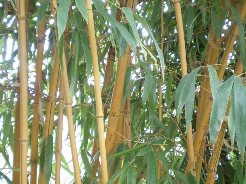 Phyllostachys vivax f. aureocaulis Phyllostachys vivax f. aureocaulis