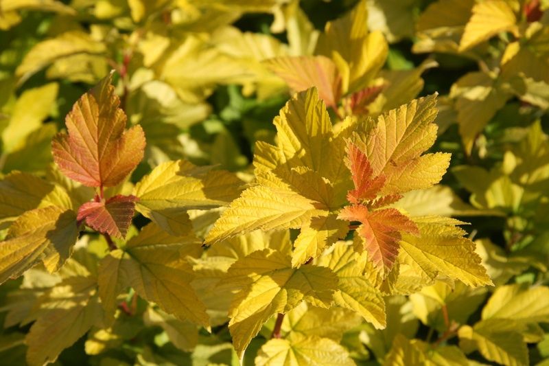 Physocarpus opulifolius 'Dart's Gold' Physocarpus opulifolius 'Dart's Gold'