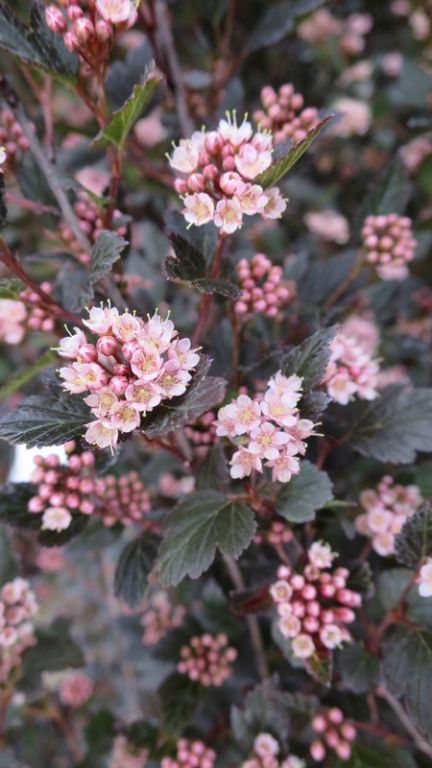 Physocarpus opulifolius 'Little Devil' Physocarpus opulifolius 'Little Devil'