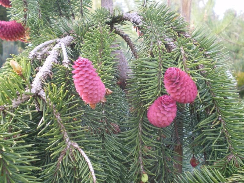 Picea abies 'Acrocona' Picea abies 'Acrocona'