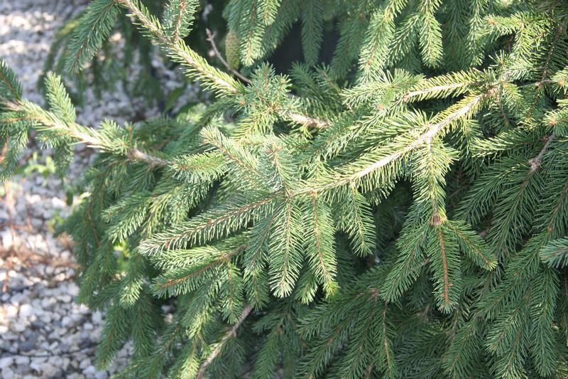 Picea abies 'Pendula' synonym of Picea abies 'Inversa' Picea abies 'Pendula' synonym of Picea abies 'Inversa'
