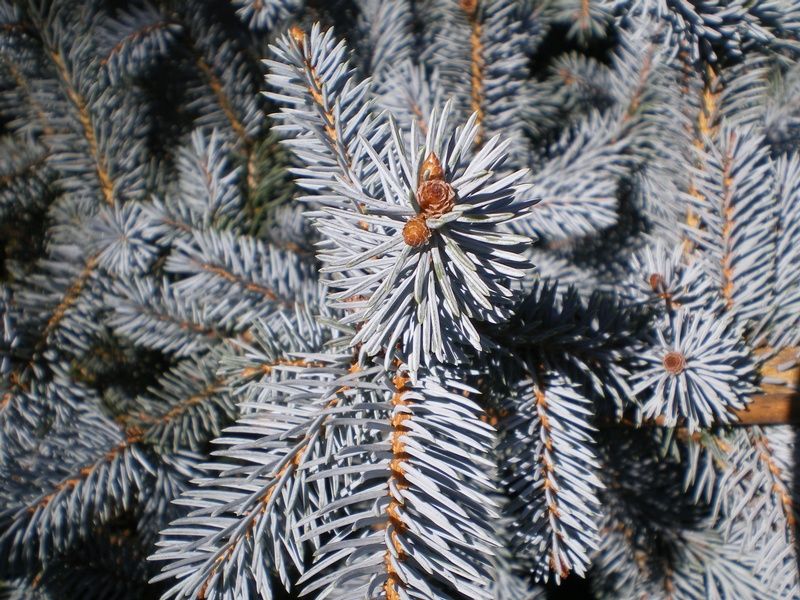 Picea pungens 'Erich Frahm' Picea pungens 'Erich Frahm'