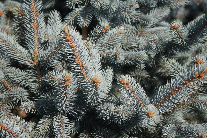 Picea pungens 'Fat Albert' Picea pungens 'Fat Albert'