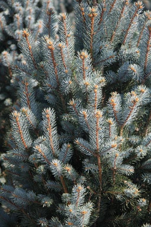 Picea pungens 'Iseli Fastigiate' Picea pungens 'Iseli Fastigiate'