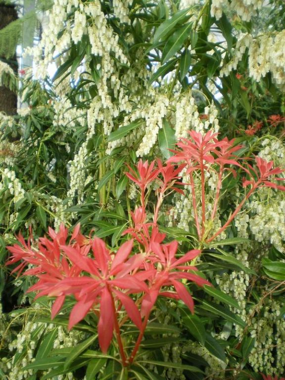 Pieris floribunda 'Forest Flame' Pieris floribunda 'Forest Flame'
