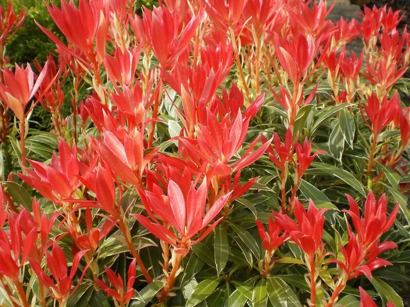 Pieris japonica 'Flaming Silver' Pieris japonica 'Flaming Silver'