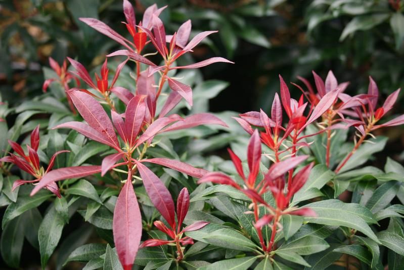 Pieris japonica 'Katsura' Pieris japonica 'Katsura'