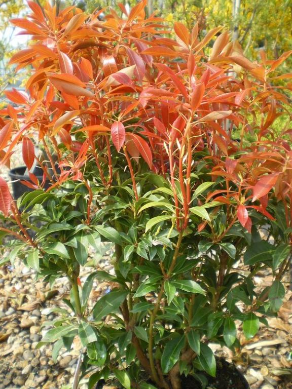 Pieris japonica 'Mountain Fire' Pieris japonica 'Mountain Fire'