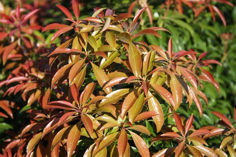Pieris japonica 'Scarlett O'Hara' Pieris japonica 'Scarlett O'Hara'