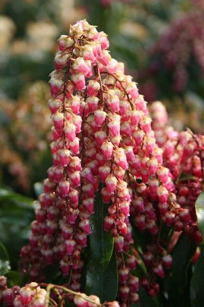 Pieris japonica 'Valley Valentine' Pieris japonica 'Valley Valentine'