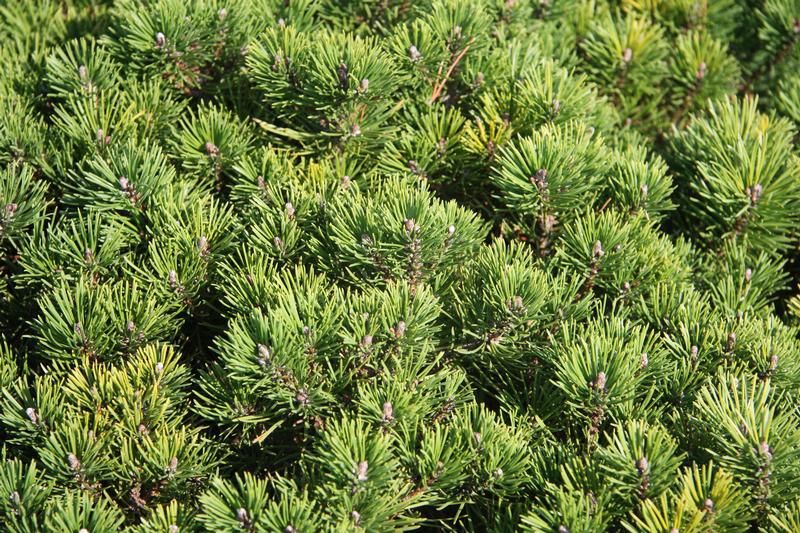 Pinus mugo 'Mops' Pinus mugo 'Mops'
