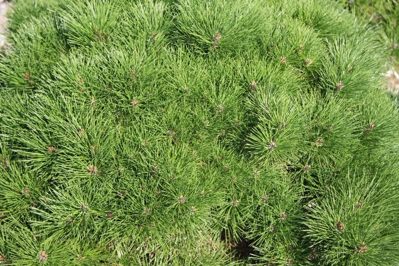 Pinus nigra 'Brepo' ® Pinus nigra 'Brepo' ®