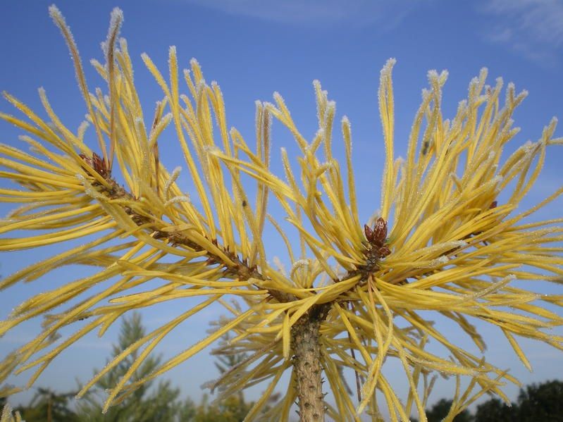 Pinus sylvestris 'Gold Medal' Pinus sylvestris 'Gold Medal'