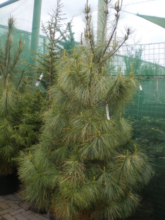 Pinus wallichiana Pinus wallichiana