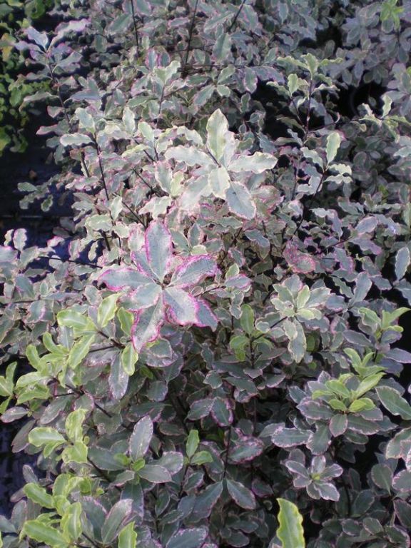 Pittosporum tenuifolium 'Elizabeth' Pittosporum tenuifolium 'Elizabeth'
