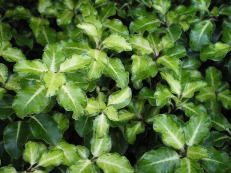 Pittosporum tenuifolium 'Gold Star'  