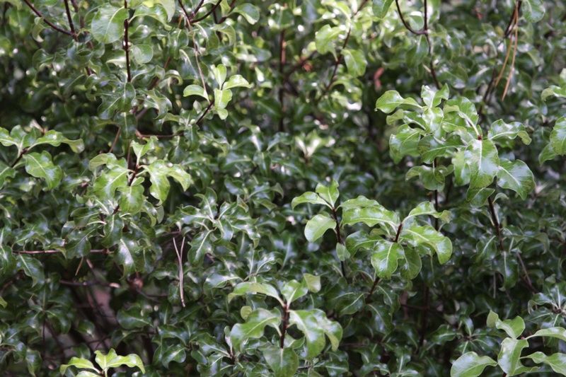 Pittosporum tenuifolium 'Loxhill Gold' Pittosporum tenuifolium 'Loxhill Gold'