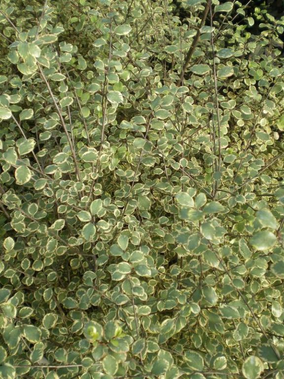 Pittosporum tenuifolium 'Silver Magic' Pittosporum tenuifolium 'Silver Magic'