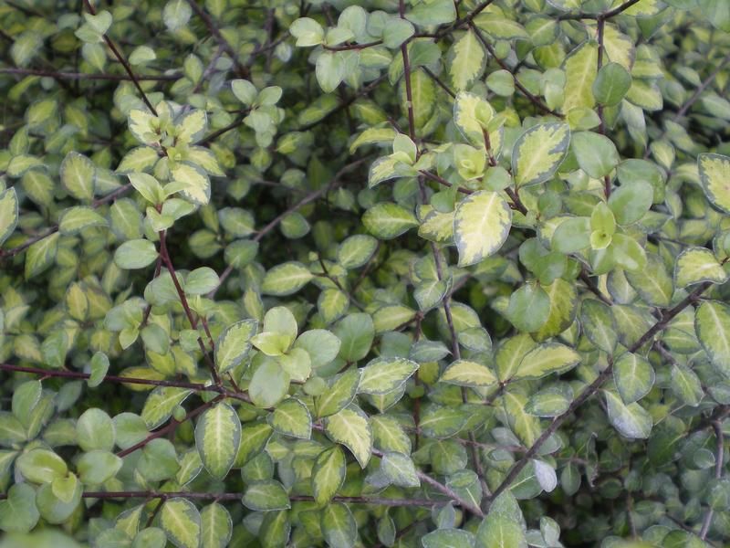 Pittosporum tenuifolium 'Tandara Gold' Pittosporum tenuifolium 'Tandara Gold'