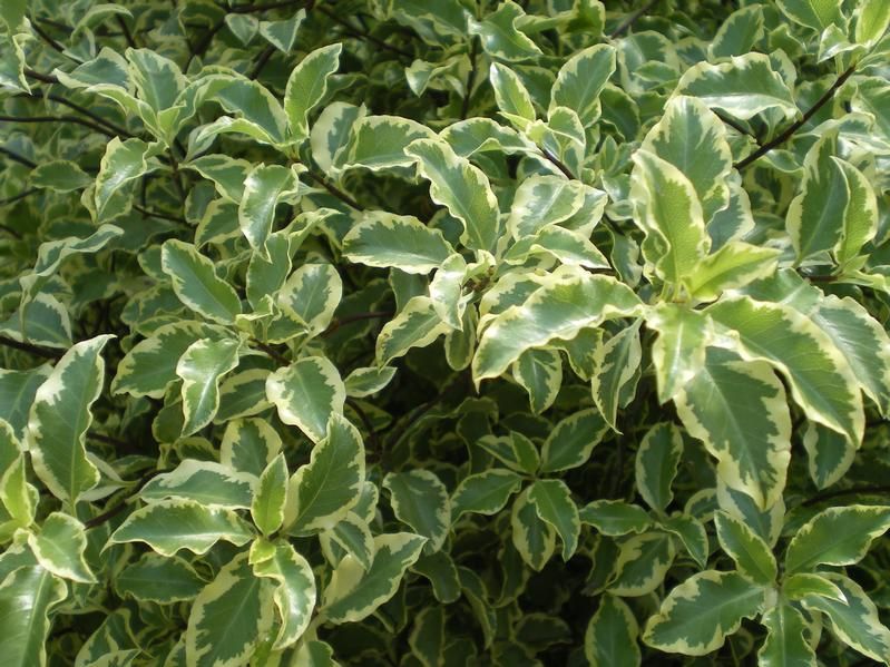 Pittosporum tenuifolium 'Variegatum' Pittosporum tenuifolium 'Variegatum'