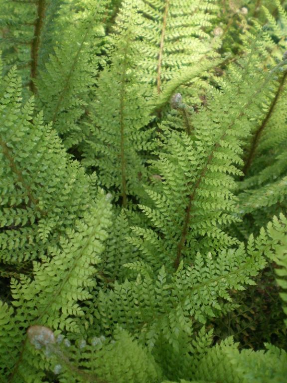 Polystichum setiferum 'Herrenhausen' Polystichum setiferum 'Herrenhausen'