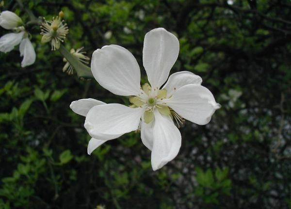Poncirus trifoliata Poncirus trifoliata