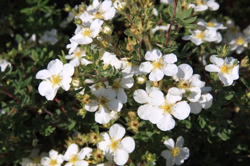 Potentilla fruticosa 'Abbotswood' Potentilla fruticosa 'Abbotswood'